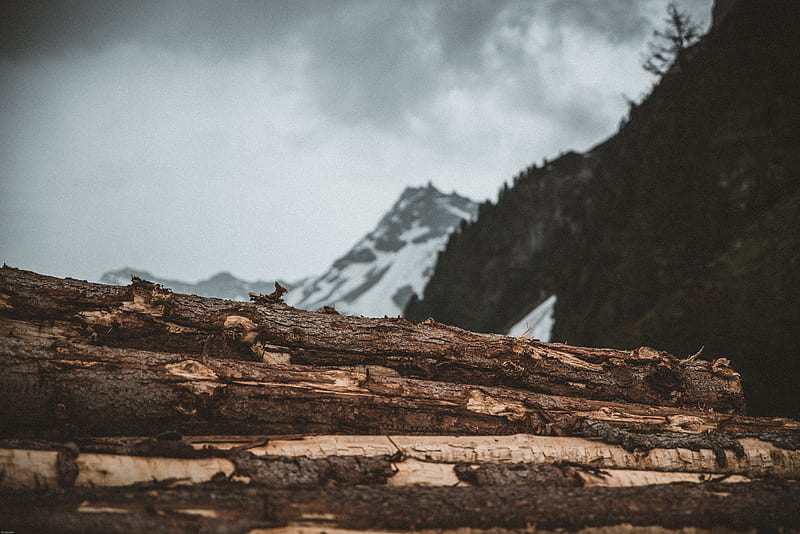 Tree Logs in Front of Snow Covered Mountain, HD wallpaper