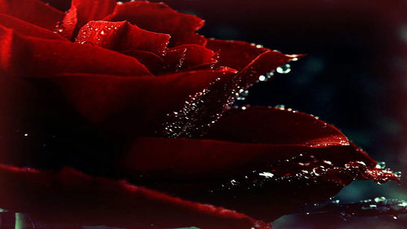 Gentle Rain Drops, red roses, romantic, romance, rose, charmed, raindrops, silk, purity, delicate, love, feminine, passion, HD wallpaper