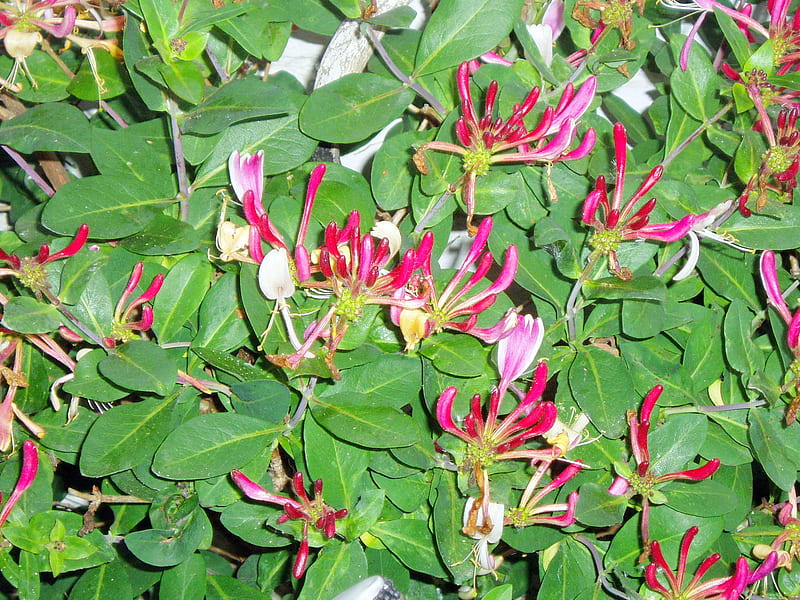 The lovely Honeysuckle., flowers, leaves, honeysuckle, shrub, HD wallpaper