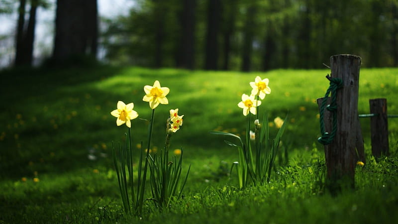 Narcissus, flowers, trees, green, HD wallpaper