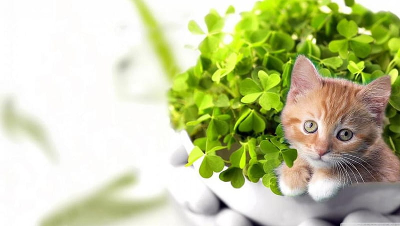 Good luck! ;), Ireland Irish, pets, sweet, cute, green, St Patricks day, clover nature, luck, cats, animals, HD wallpaper