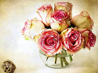 HD antique roses wallpapers | Peakpx
