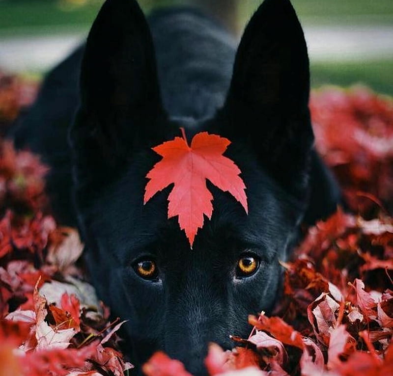:), autumn, caine, black, toamna, leaf, animal, red, cute, eyes, dog, HD wallpaper