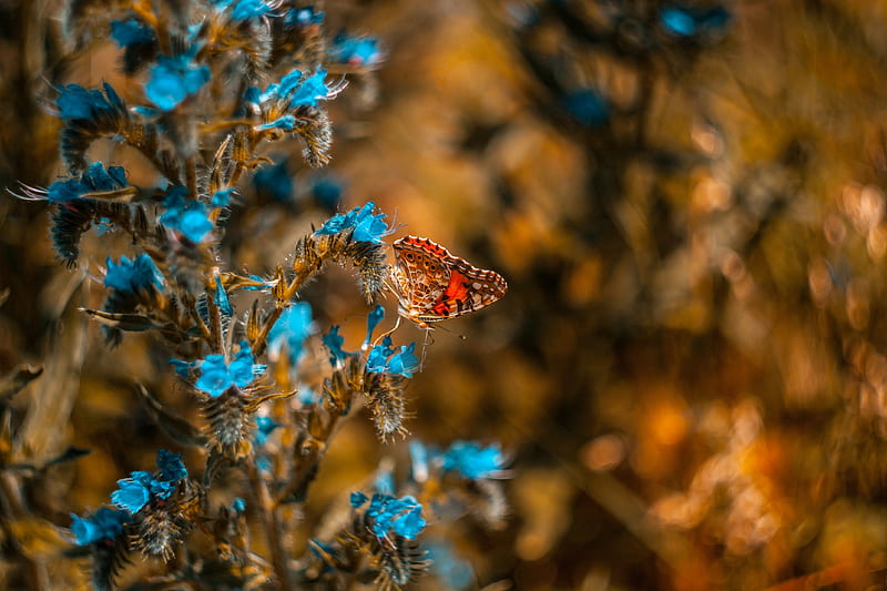 butterfly, flower, blue, insect, macro, HD wallpaper