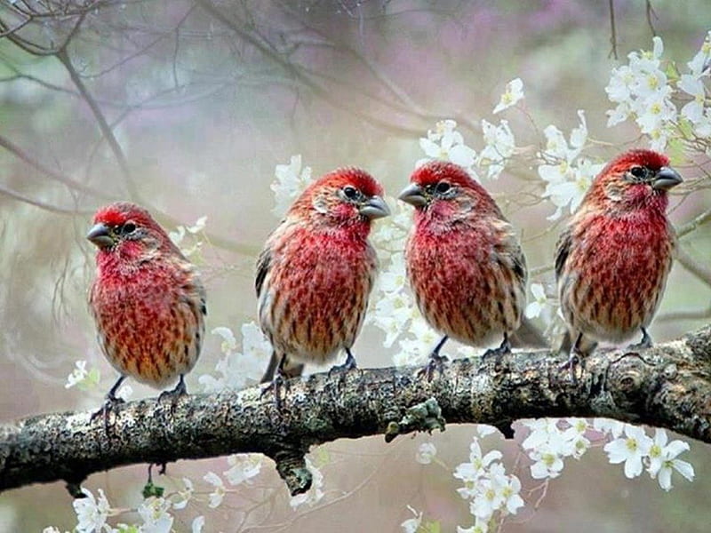 Beautiful Birds, red, bird, white flowers, birds, nature, animal, HD wallpaper