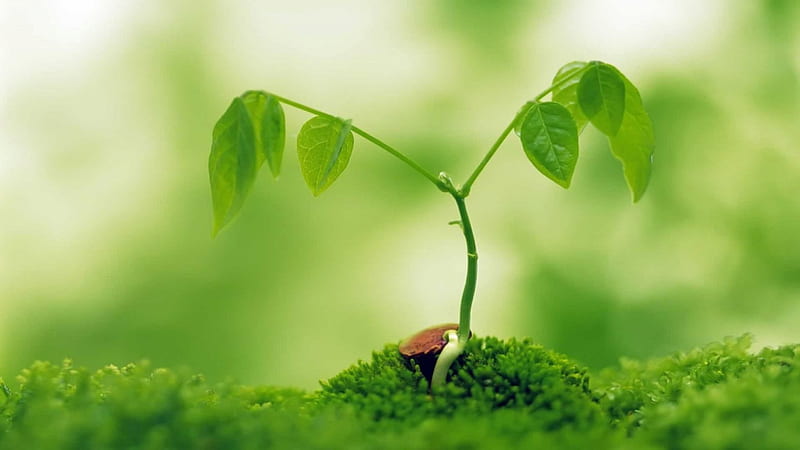Think green!, grown, nature, green, plant, HD wallpaper