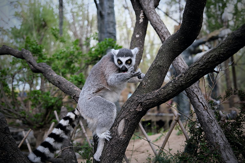 lemur, animal, tree, branches, HD wallpaper