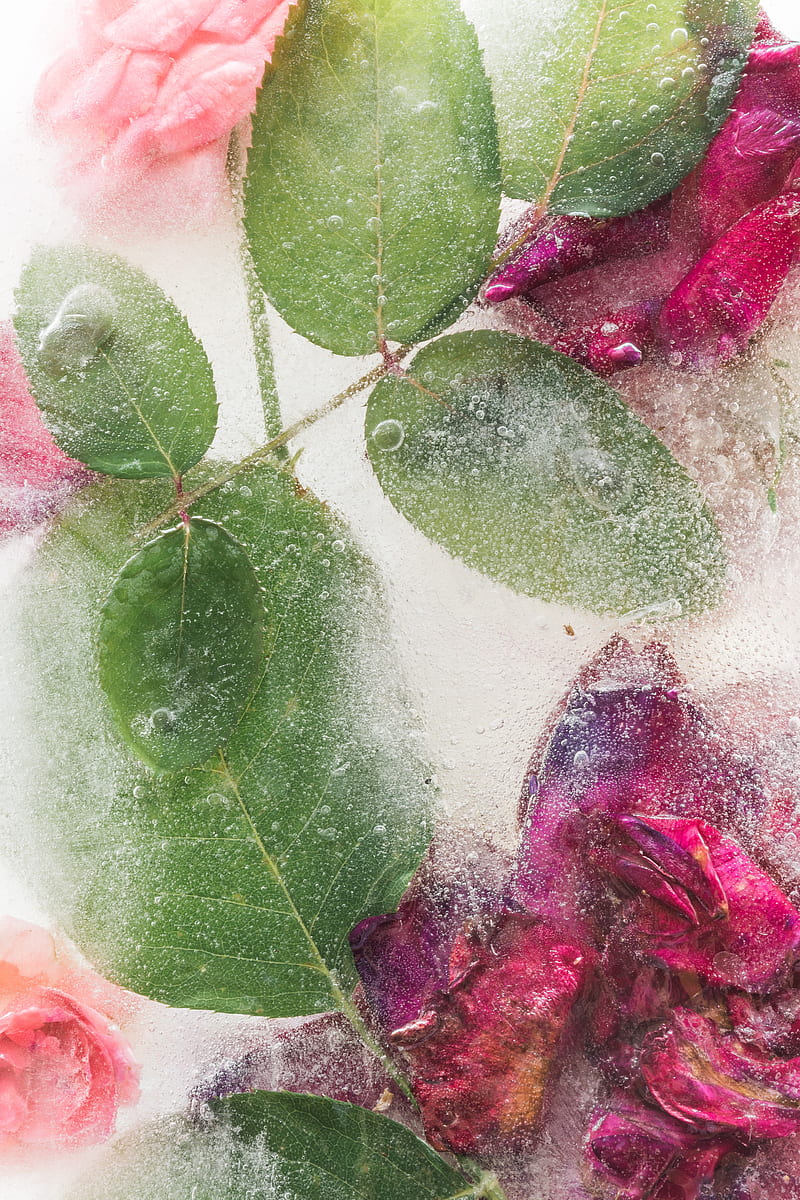 roses, flowers, ice, leaves, frozen, HD phone wallpaper