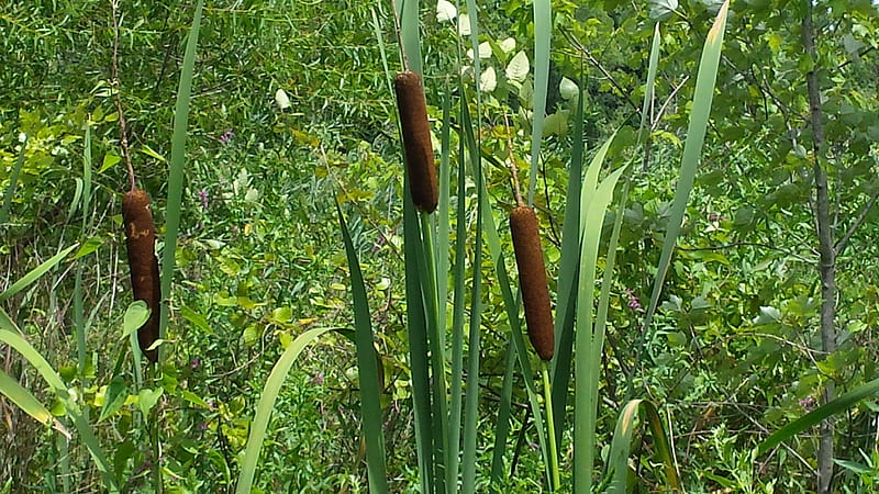 Cattails in Summer, cattails in the marsh, on the trail, Cattails, nature trail cattails, HD wallpaper