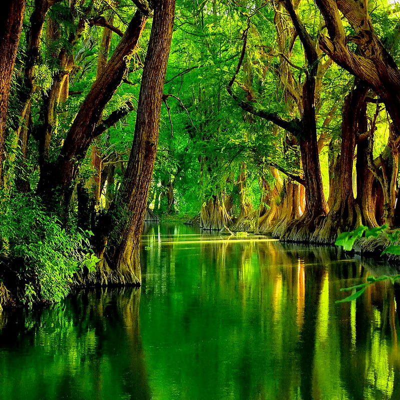 Green River, forest trees water, HD phone wallpaper