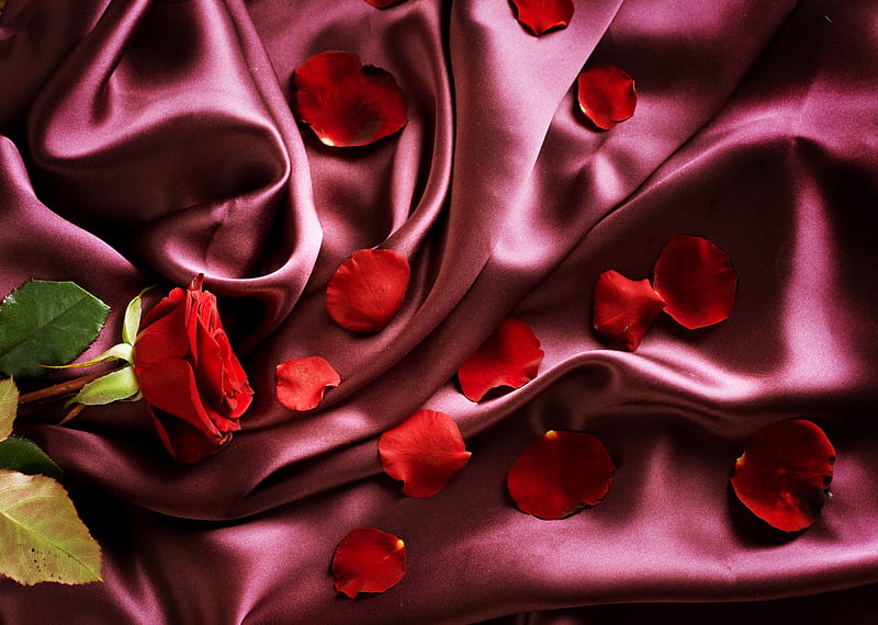 Red rose, red, pretty, rose, bonito, silk, valentine, still life, graphy, nice, love, beauty, harmony, valentines day, lovely, romantic, romance, holiday, satin, colors, elegantly, cool, purple, flower, petals, HD wallpaper