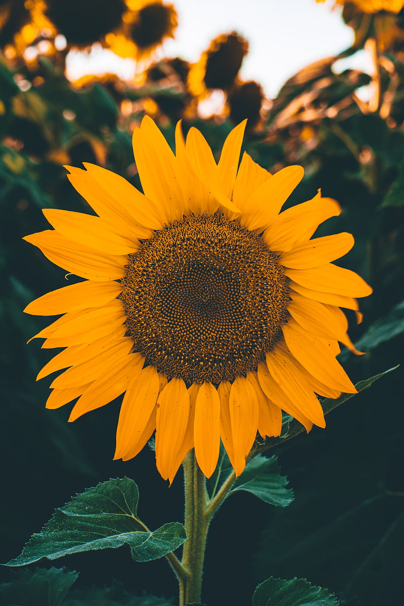 Sunflower, chill, flower, iphone, latest, nature, summer, sunflowers  xerishyag, HD phone wallpaper | Peakpx