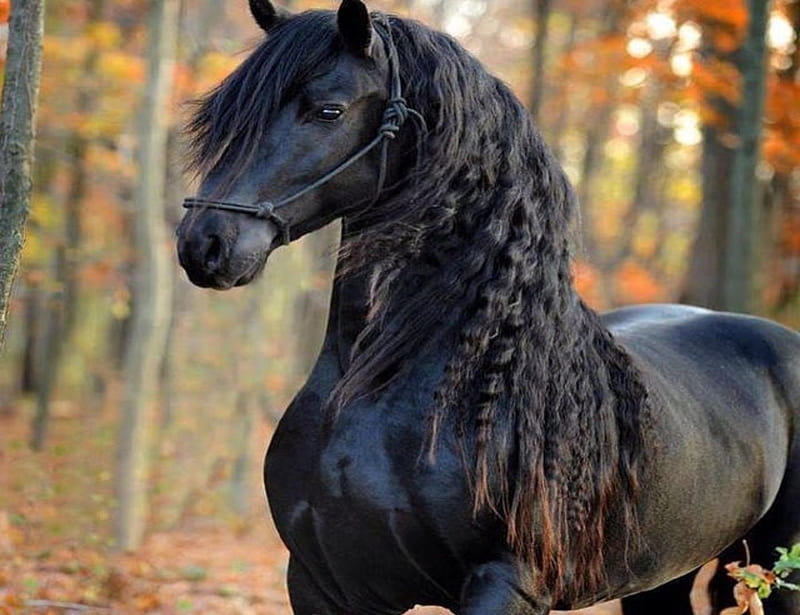 Belleza negra, caballos negros, belleza, yegua, Fondo de pantalla HD |  Peakpx