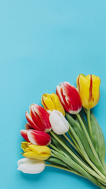 HD tulipan wallpapers | Peakpx