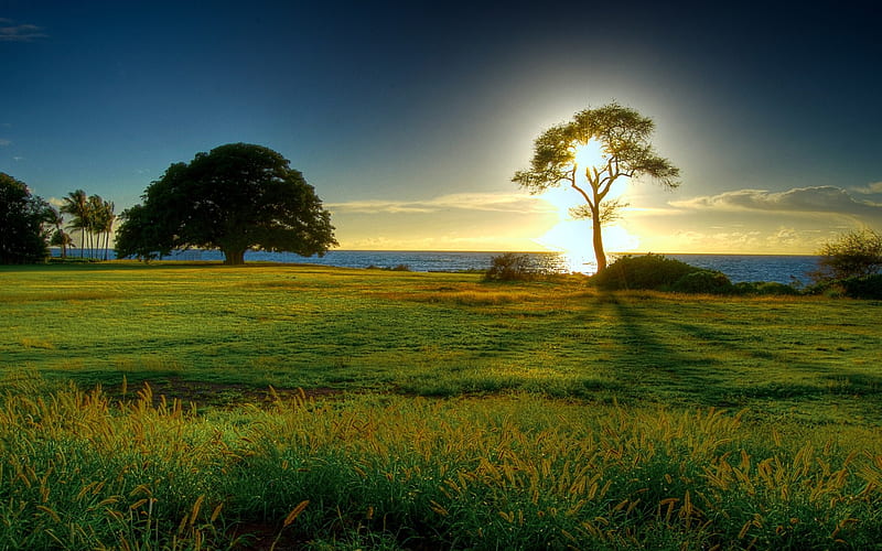 Sunrise Tree-the worlds natural landscape graphy, HD wallpaper