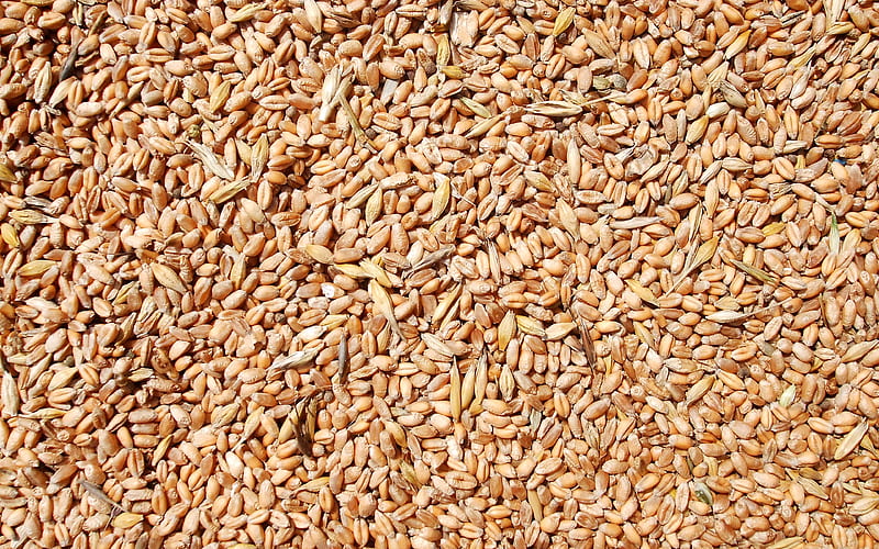 wheat grains, macro, wheat textures, cereals, food textures, close-up, groats textures, wheat backgrounds, HD wallpaper
