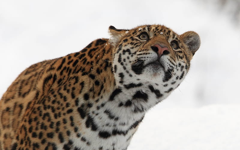 leopard muzzle eyes snow-Animal, HD wallpaper