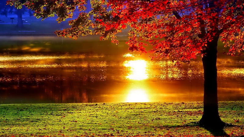 Lakeside Sunset, grass, nature, sunset, reflection, trees, lake, HD wallpaper