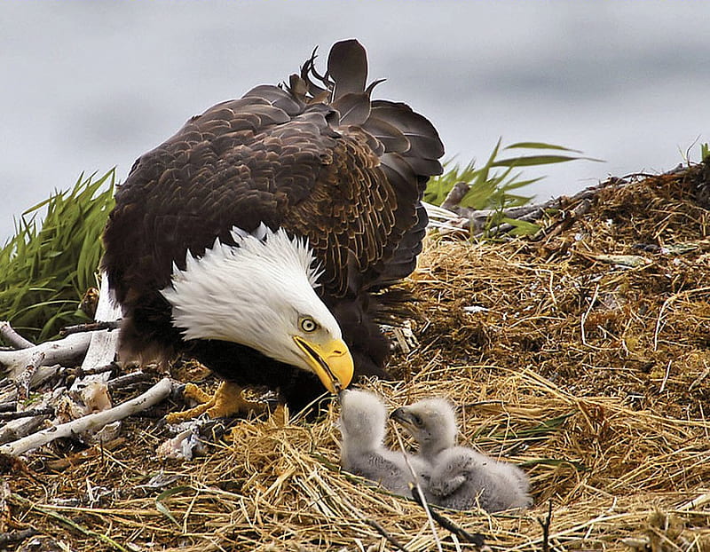 Good Mother, eagles, young, birds, babies, chicks, animals, HD wallpaper