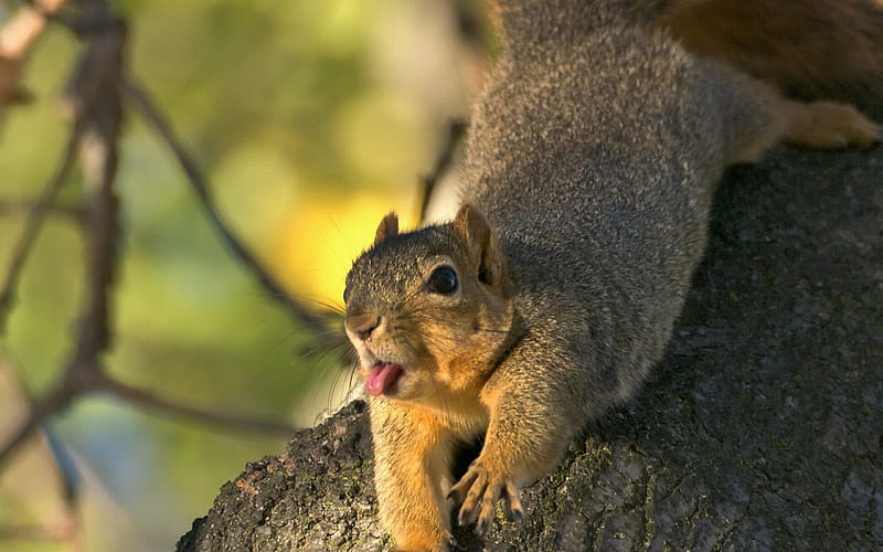 Squirrel-animal, HD wallpaper