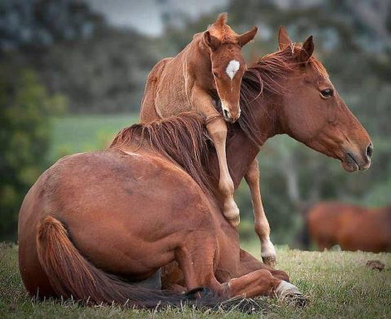 Hi Mom!, nature, foal, mother, animals, horses, HD wallpaper