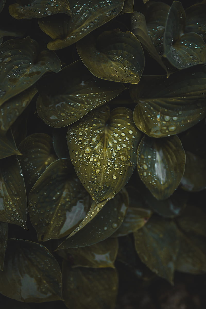 leaves, macro, plant, drops, water, HD phone wallpaper