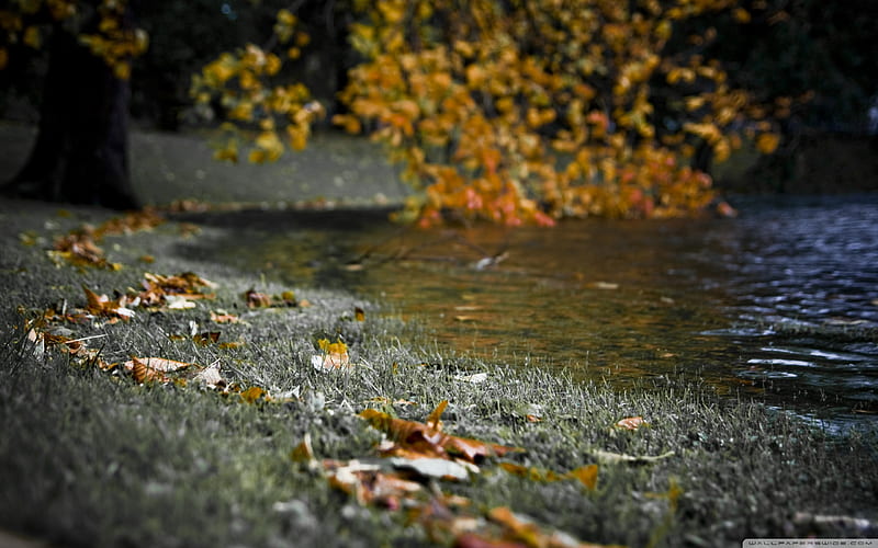 Autumn River Bank, ground, autumn, leaves, river bank, HD wallpaper
