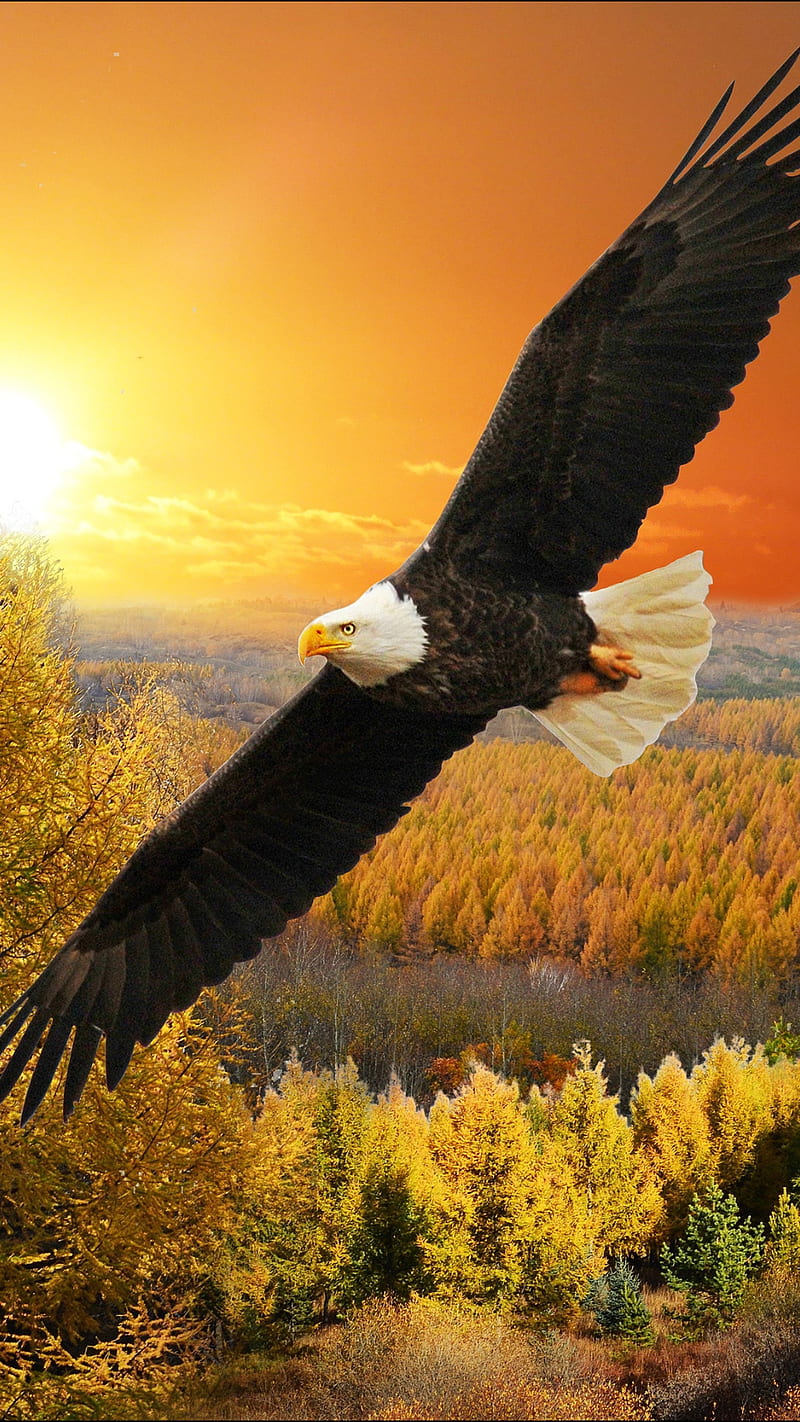 Fly high, eagle, flying, forest nature, orange, sky, sun, sunset, trees, HD phone wallpaper