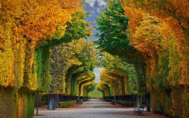Tree, Fall, Austria, Garden, Vienna, , Schonbrunn Palace Gardens, HD wallpaper