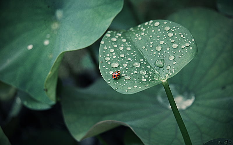 Ladybug leaf drops dew-Plants, HD wallpaper
