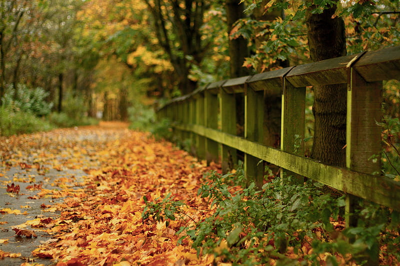 Autumn, pretty, bonito, graphy, leaves, nice, calm, beauty, season, road,  street, HD wallpaper | Peakpx