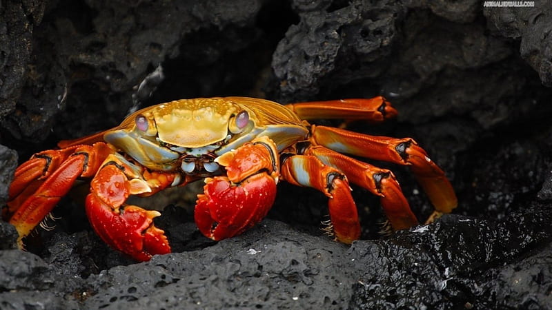 Red Rock Crab, beach, entertainment, people, HD wallpaper