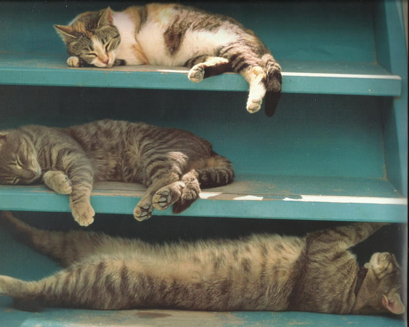 Cats napping on shelf, cute, paws, napping, kittens, cat, HD wallpaper