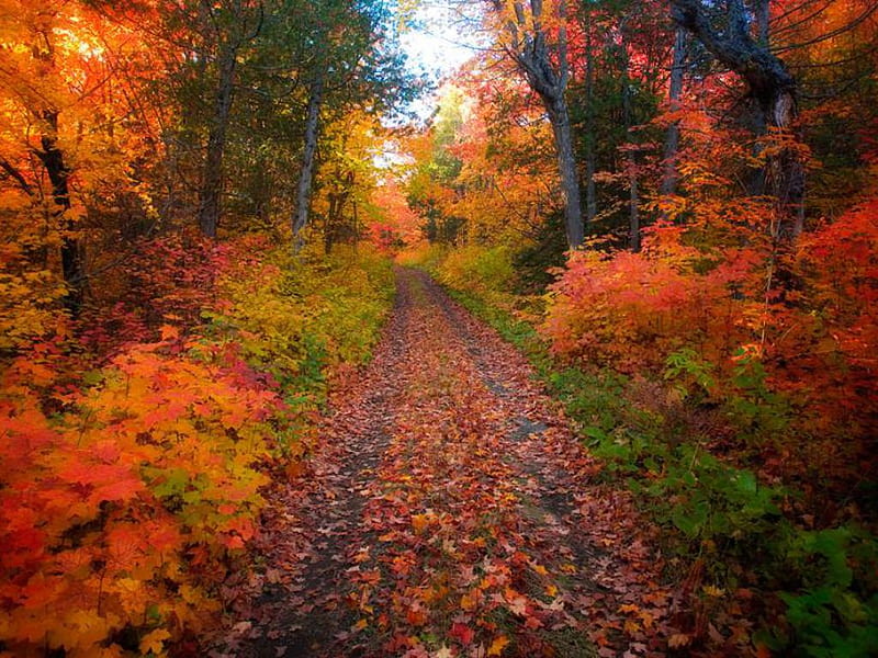 Colourful forest, forest, fall, autumn, path, leaf, HD wallpaper