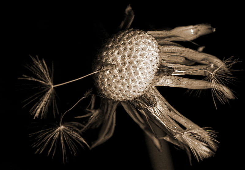 Dandelion, seed, black white, soaring, HD wallpaper