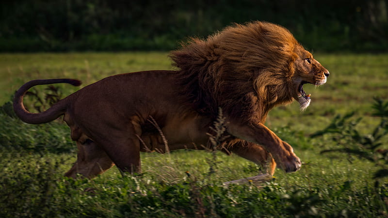 Running Lion , lion, animals, HD wallpaper