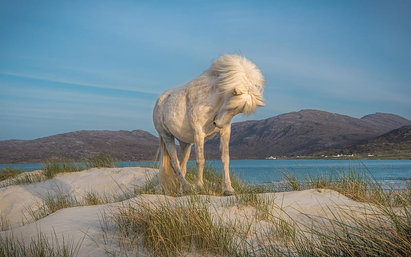 white horse, coast, wildlife, sand, horses, Iceland, HD wallpaper