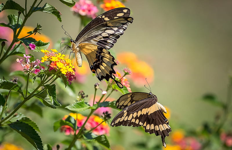 Butterflies and Flowers, Insekt, Nature, Butterfly, Flower, HD wallpaper