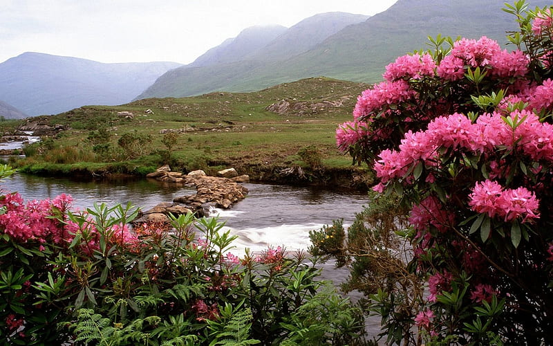 Rhododendron Valley, lovely, valley, rivers, rhododendron, HD wallpaper