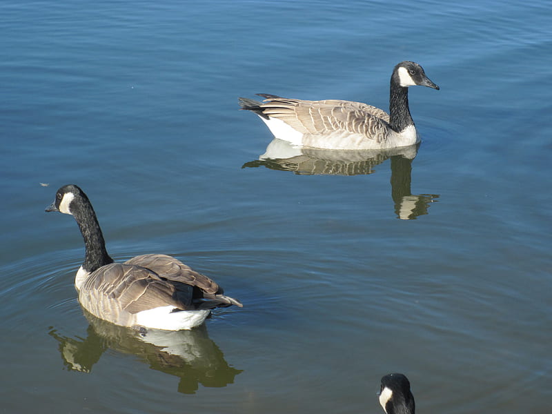 Canada Geese on the Lake, geese, gris, black, graphy, white, Birds, HD wallpaper