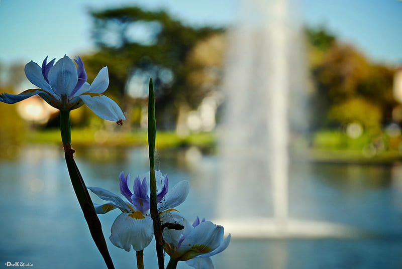 Flor - “chorro de agua”, ancha, grafía, agua, flor, naturaleza, Fondo