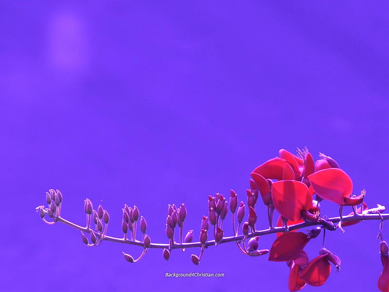 Red flower, red, purple, flowers, petals, stem, HD wallpaper | Peakpx