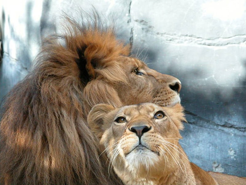 Loving Couple, wildcats, couple, lions, HD wallpaper