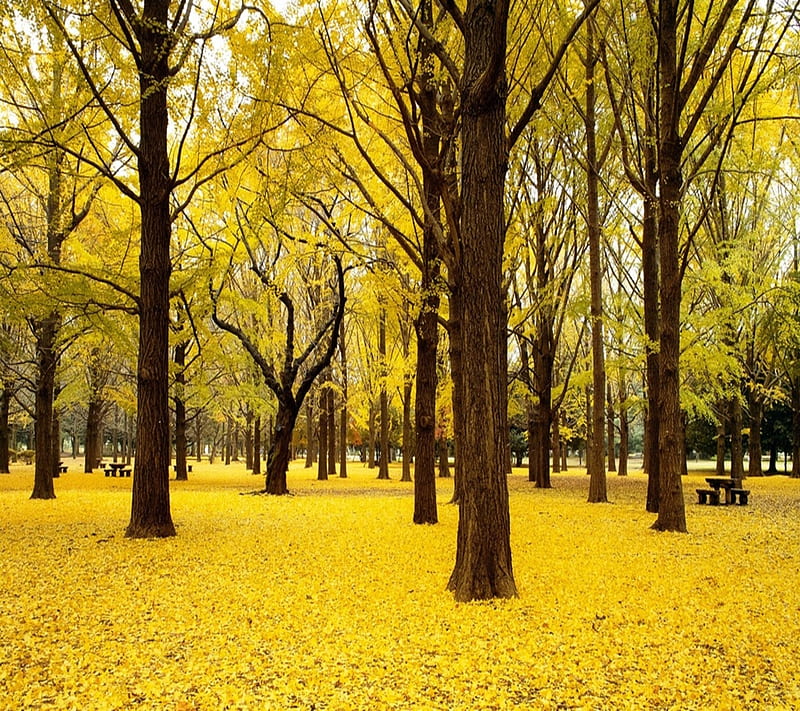 Yellow Trees, love tress, nature, HD wallpaper