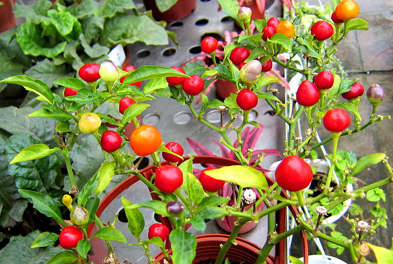 Cherry Chili Pepper, colorful, ornamental, cherry shape, vegetables, HD wallpaper