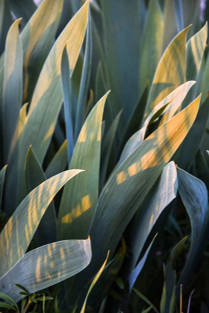 green and yellow corn plant, HD phone wallpaper