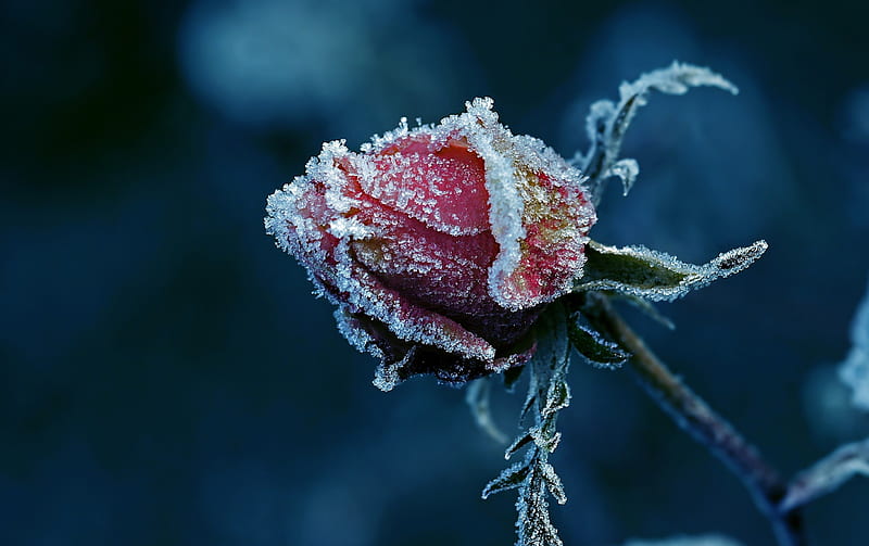 Frozen, flower, nature, rose, HD wallpaper