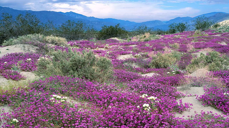 Desert Flowers, Bature, Desert, Sky, Clouds, Graphy, Sand, Mountains 