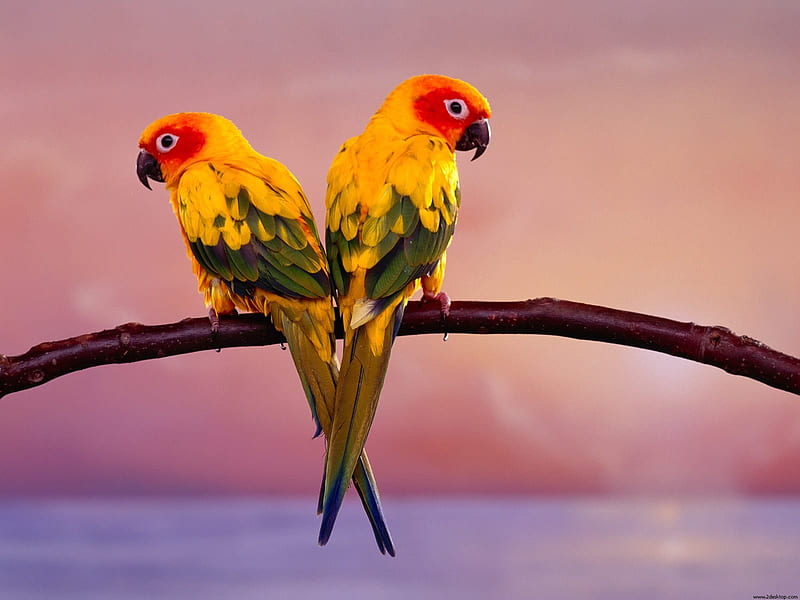Sun Conure Parrots, birds, HD wallpaper