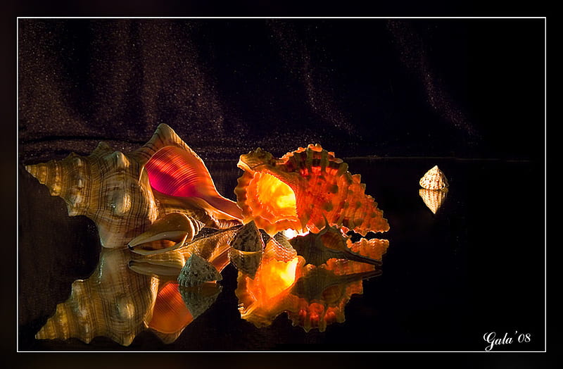 pretty shells, still life, art , nature, shells, light, HD wallpaper pretty shells, still life, art , nature, shells, light, HD wallpaper